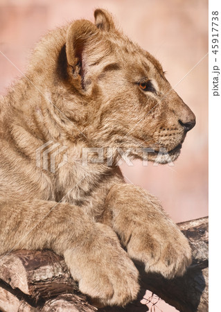 Portrait of Young Lion 45917738