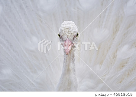 Portrait of White Peacock 45918019