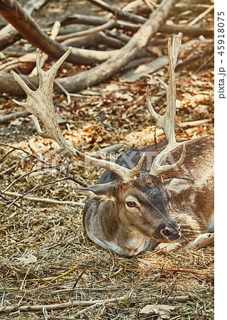 Portrait of a Deer 45918075