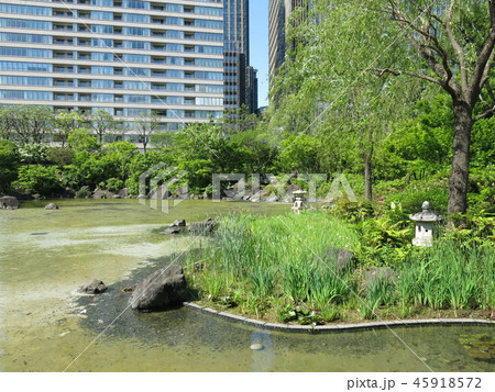 新緑が美しい春の港区立檜町公園(下の池) 新緑が美しい春の港区立檜町公園(下の池) 45918572