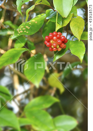 サネカズラの実 45918575