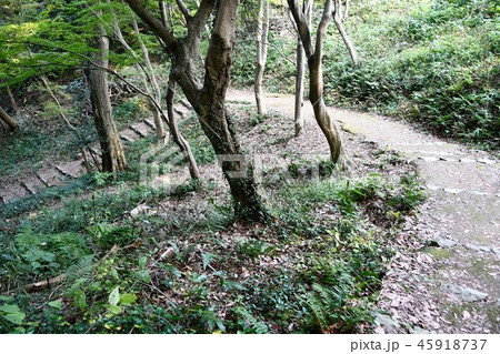 秋の米子城跡 45918737