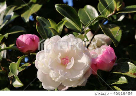 花　山茶花　サザンカ　秋　とちぎ 45919404