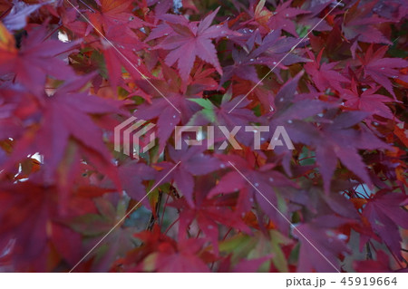 ena-kyo - Gifu (Japan) 45919664