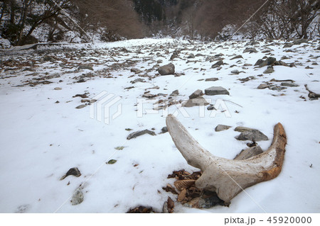 深山訪雪-3・弥山に続く谷筋これより暫くは雪に閉じ込められる。 45920000