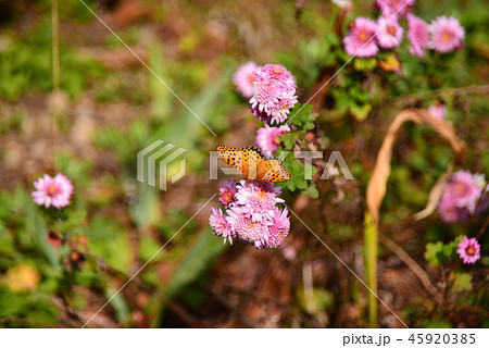 菊の花とヒョウモンチョウ 45920385