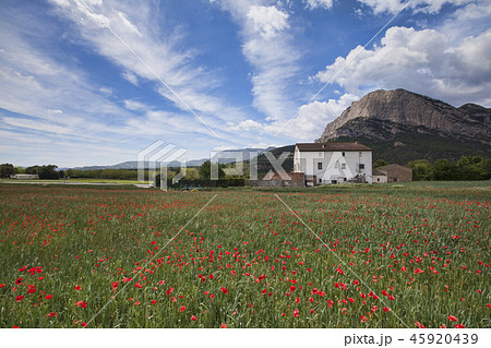 Poppy field with a house on the background in the Poppy field with a house on the background in the 45920439