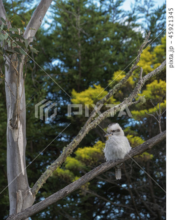 Kookaburra perching in tree 45921345