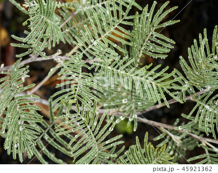 Close up of ferns 45921362