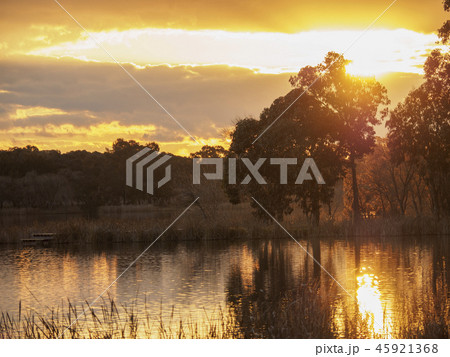 Trees at sunset 45921368