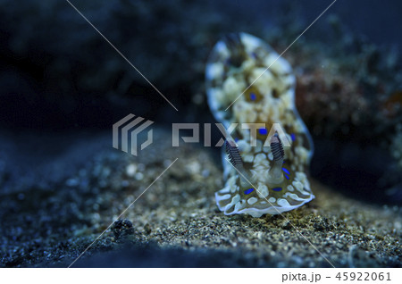 ウミウシ 45922061