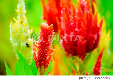 Celosia is bloom in the garden during the summer 45922265