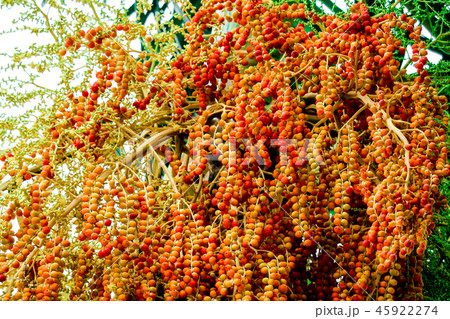 fresh of raw palm seeds in farm seed has colorful 45922274