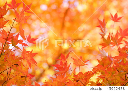 幻想の森1 幻想の森1 45922428