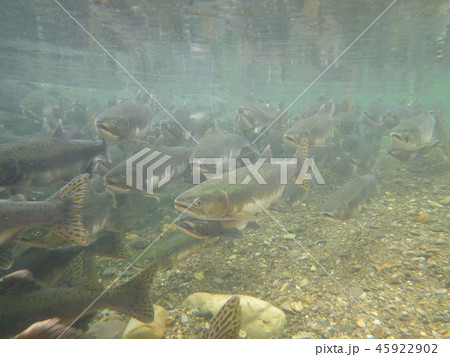 カラフトマスの遡上 45922902