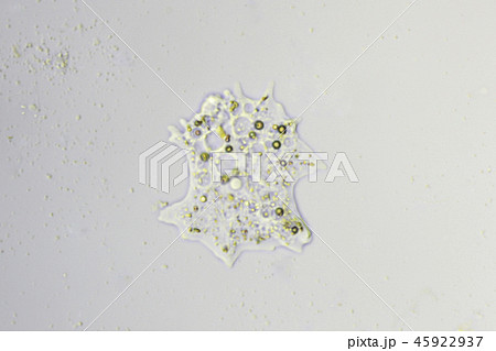 ナベカムリ 45922937