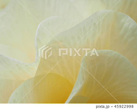 ベゴニアの花びら 45922998