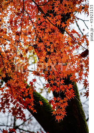 アジア人 アジアン アジア風 45923155