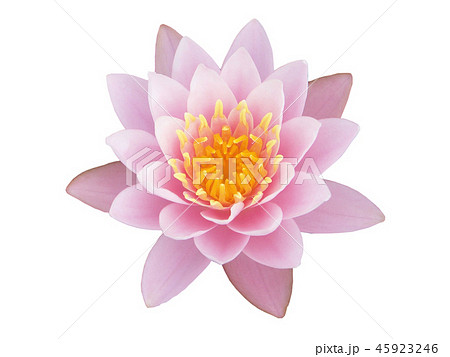 Sweet lotus flower on white background,  45923246