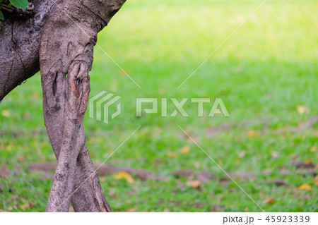 Close up old tree stumps with grass background. Close up old tree stumps with grass background. 45923339