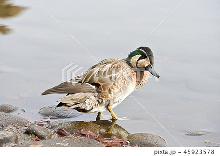 トモエガモ 45923578
