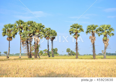 Sugar palm tree with blue sky on day Sugar palm tree with blue sky on day 45923630