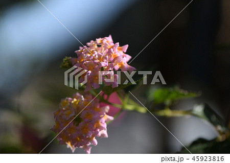 晩秋のランタナ 晩秋のランタナ 45923816