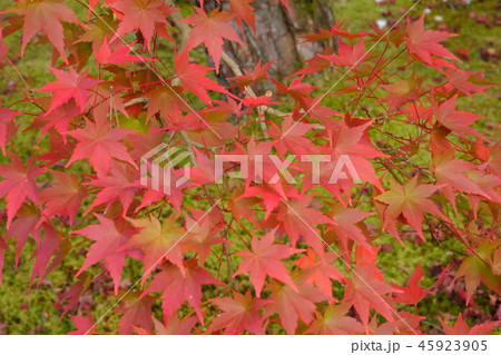 紅葉 紅葉 45923905