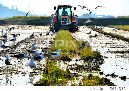 農村 ノンガルイ カモメ 45924382