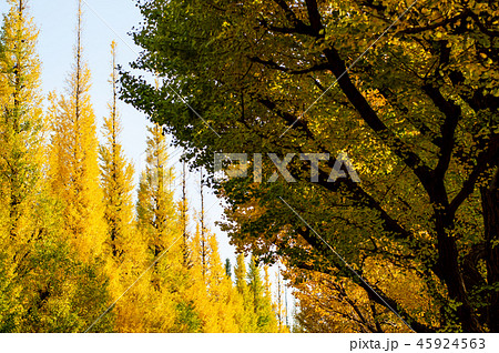 色付くイチョウ並木 道を挟んで d 前ボケ 色付くイチョウ並木 道を挟んで d 前ボケ 45924563