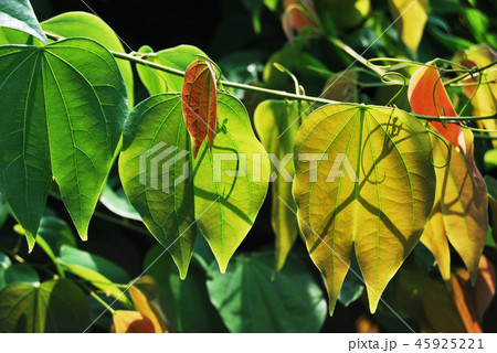 Nice leaves in the sunshine 45925221