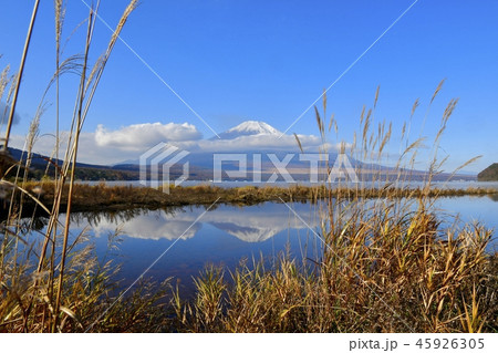 逆さ富士と山中湖畔の葦原 逆さ富士と山中湖畔の葦原 45926305