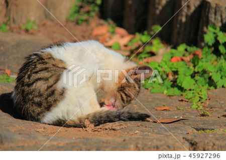 子猫の日課 45927296