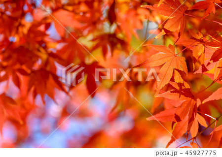 もみじ 45927775