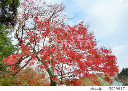 紅葉と空 紅葉と空 45929957