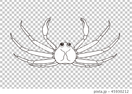 オスの蟹 カニ Crab のキャラクター 上向き イラスト ぬりえ 線画のイラスト素材