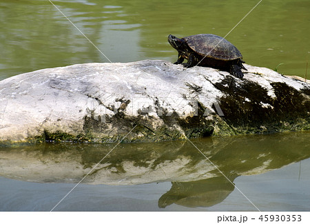 Turtle In the marsh Turtle In the marsh 45930353