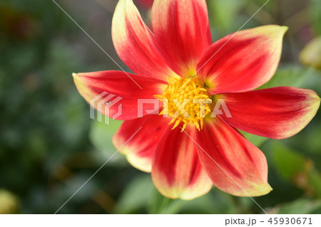 ダリアの花 45930671