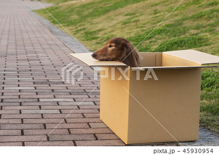 捨て犬　ミニチュアダックスフンド 45930954