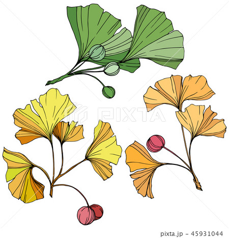 Vector Ginkgo leaf Plant botanical garden  Stock Illustration  45931044  PIXTA