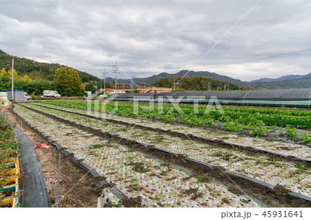 農村 空 木 45931641