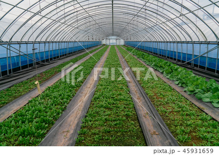 農村 ビニールハウス 野菜の写真素材