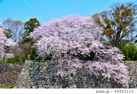 桜景　彦根城　中堀 45933124