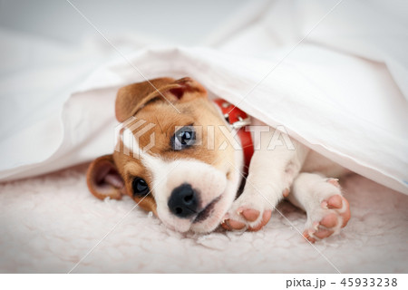 Jack russel terrier puppy 45933238