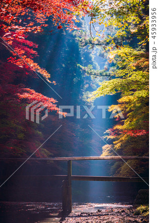 (静岡県)小國神社 紅葉 (静岡県)小國神社 紅葉 45933956