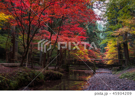 （静岡県）小國神社　紅葉 45934209