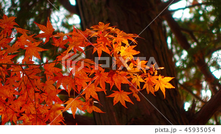 紅葉(秋のイメージ) 紅葉(秋のイメージ) 45935054