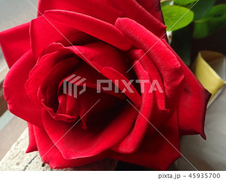 あなたしかいない赤い薔薇1本の花言葉 ｇ の写真素材
