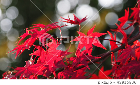 紅葉(秋のイメージ) 紅葉(秋のイメージ) 45935836