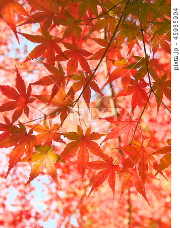鮮やかな紅葉　　自然風景 45935904